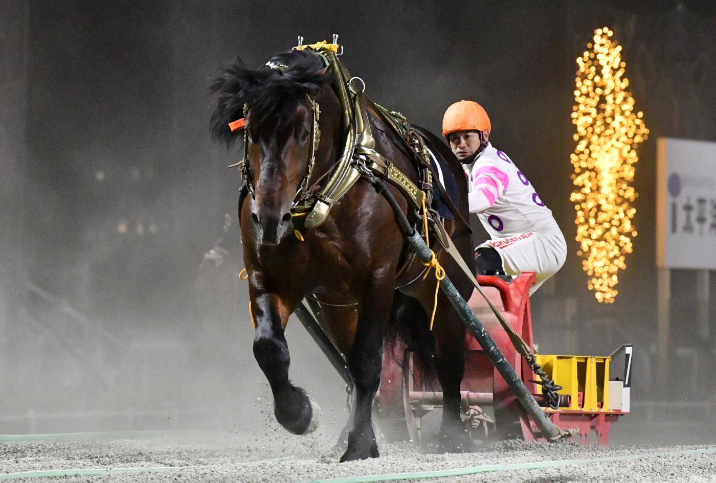第17回柏林賞　キングフェスタ