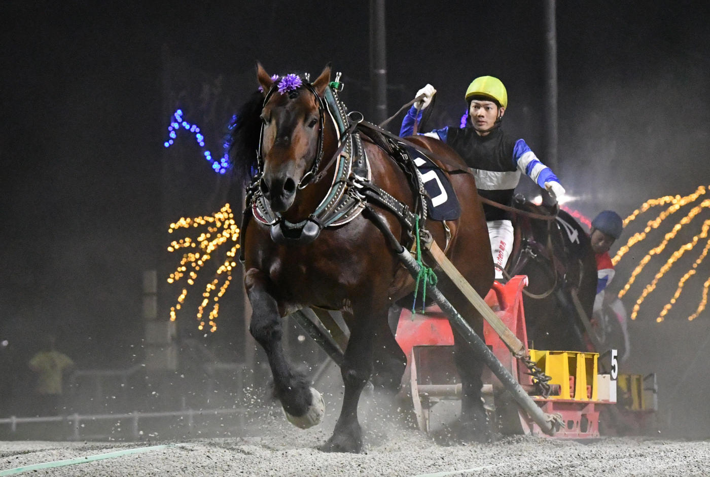 第59回岩見沢記念　アオノブラック