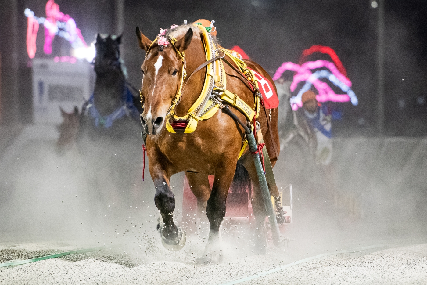 第17回カーネーションカップ