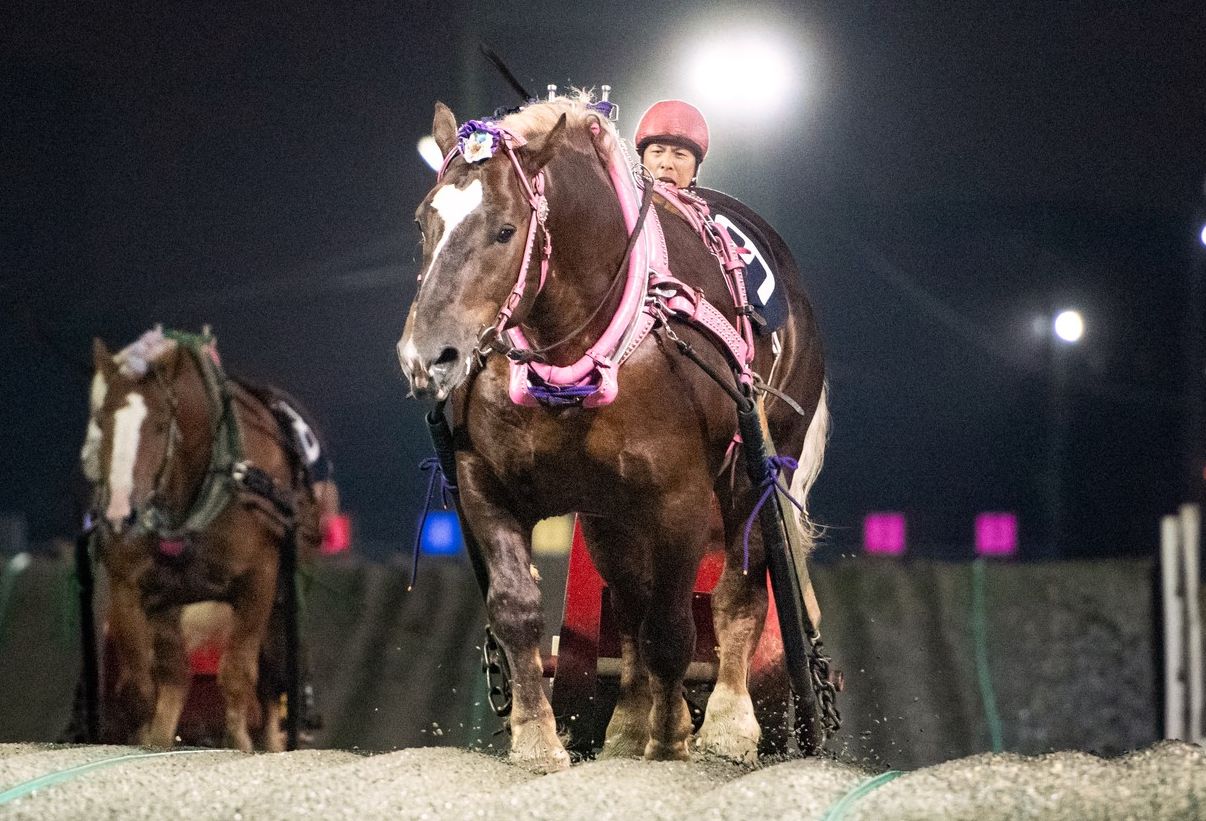 第49回ばんえい大賞典　ホクセイハリアー