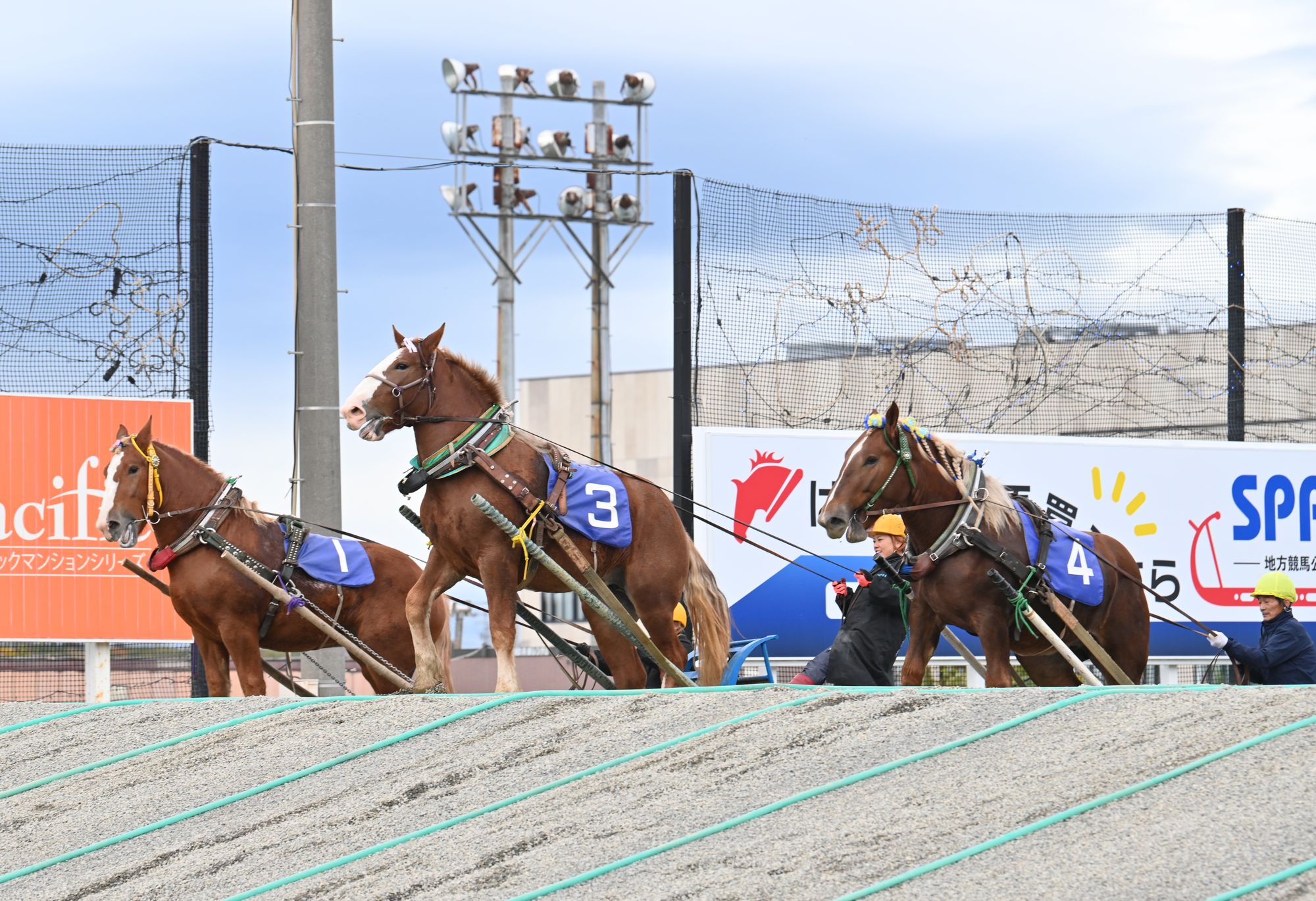 全道祭典ばんば1才馬決勝大会