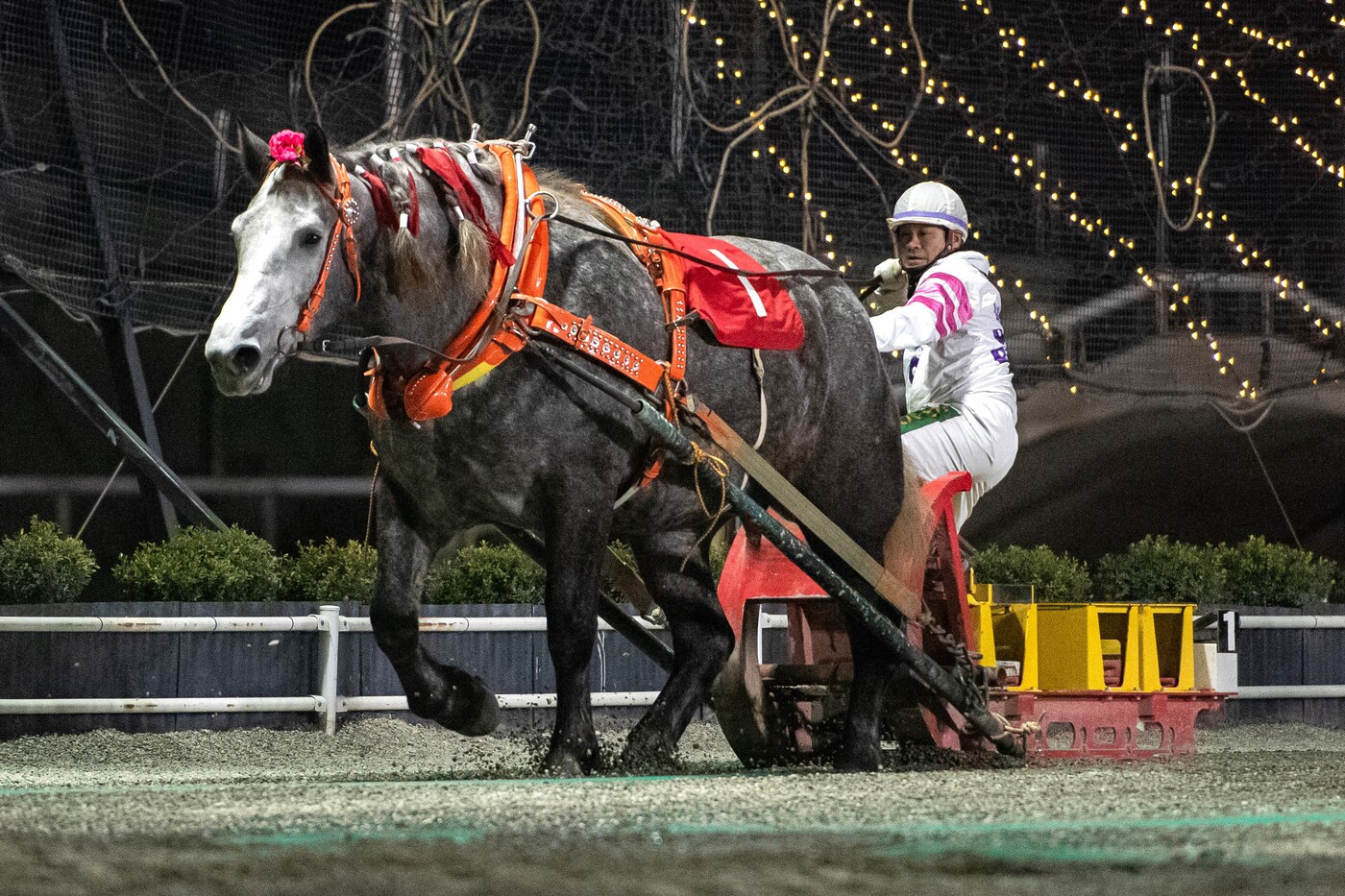 第49回クインカップ　ミュウ