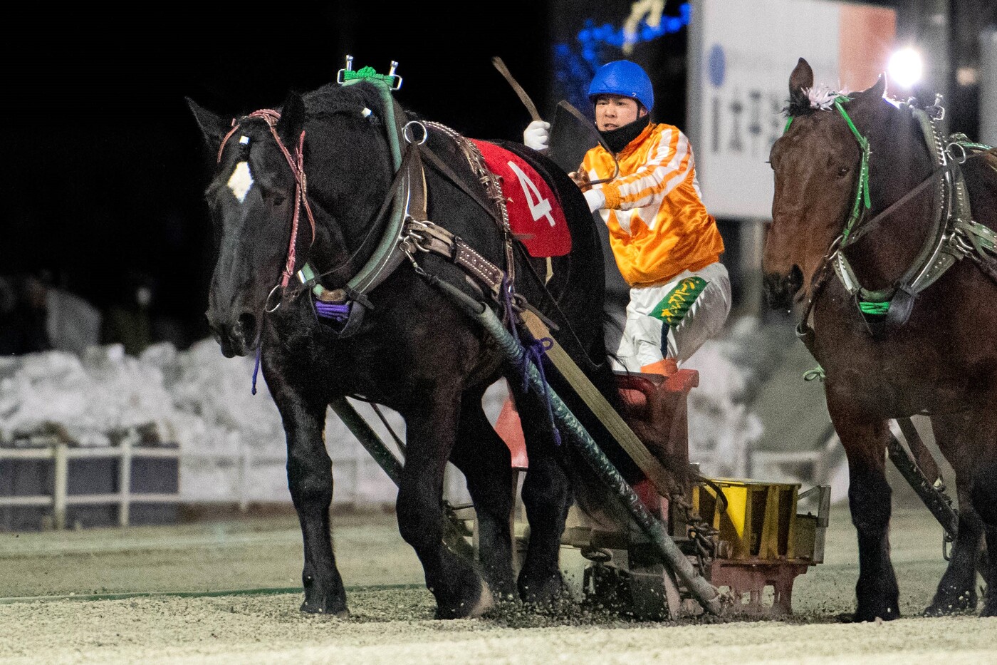 第50回黒ユリ賞　ホクセイヒラリ