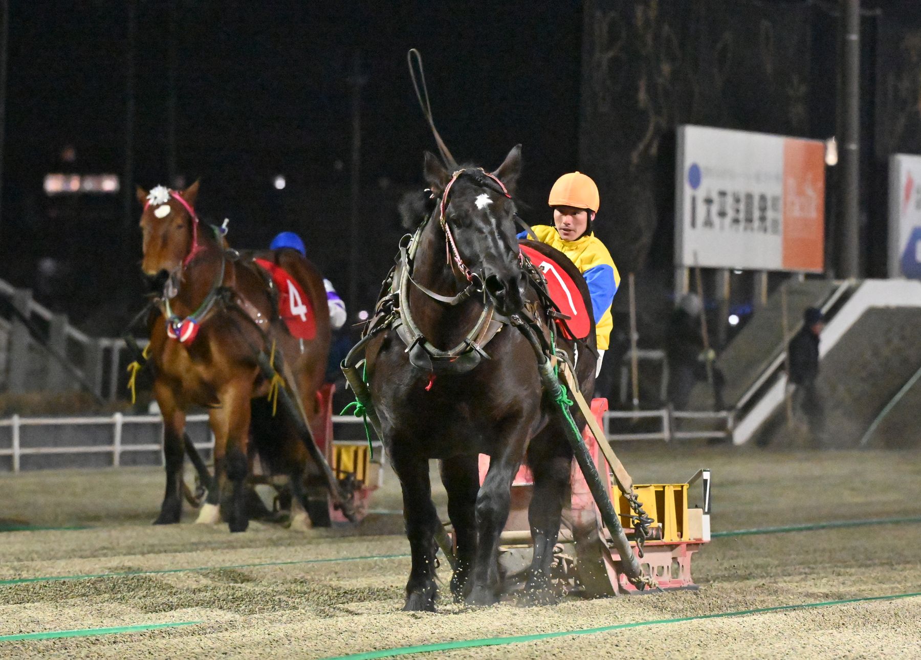 第51回黒ユリ賞（BG2）コトブキラベンダー